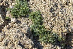 Roche Samphire, maritimum de Crithmum Photographie stock libre de droits Roche Samphire, maritimum de Crithmum Photographie stock libre de droits