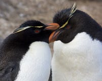 Rockhopper Penguins - Falkland Islands stock photos Rockhopper Penguins - Falkland Islands stock photos