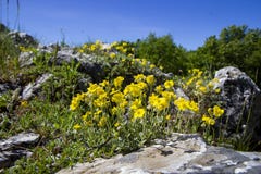 Rocks with yellow flowers