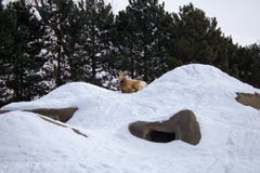 Rocky Mountain Bighorn Sheep relaxing on a hill stock photo Rocky Mountain Bighorn Sheep relaxing on a hill stock photo
