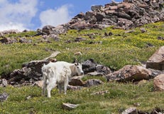 Rocky Mountain Goat In Mountains Royalty Free Stock Photo