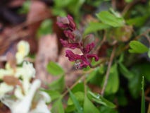 Rocío y solida púrpura rojo del Corydalis de la flor, jardín botánico del agua de lluvia del dahlem de Berlín fotografía de archivo Rocío y solida púrpura rojo del Corydalis de la flor, jardín botánico del agua de lluvia del dahlem de Berlín fotografía de archivo