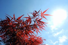 Rode acer, gevoelige die bladeren, tegen blauwe hemel met heldere zon worden gezien Royalty-vrije Stock Afbeelding Rode acer, gevoelige die bladeren, tegen blauwe hemel met heldere zon worden gezien Royalty-vrije Stock Afbeelding