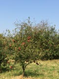 Rode appelen in een appletree met duidelijke blauwe hemel royalty-vrije stock foto's Rode appelen in een appletree met duidelijke blauwe hemel royalty-vrije stock foto's