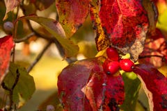 Rode bessen in de herfst stock afbeelding Rode bessen in de herfst stock afbeelding