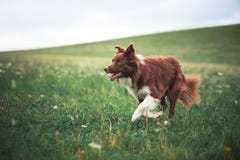 Rode border collie-hond die in een weide lopen stock foto's Rode border collie-hond die in een weide lopen stock foto's