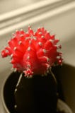 Rode cactus in de vaas royalty-vrije stock afbeelding Rode cactus in de vaas royalty-vrije stock afbeelding