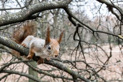 Rode eekhoornzitting op de tak van naakte de herfstboom searchi royalty-vrije stock foto Rode eekhoornzitting op de tak van naakte de herfstboom searchi royalty-vrije stock foto