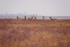 Rode herten in wilde aard, mooi steppelandschap met kudde van herten Cervus Elaphus stock fotografie Rode herten in wilde aard, mooi steppelandschap met kudde van herten Cervus Elaphus stock fotografie