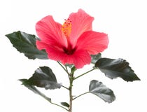Rode Hibiscus royalty-vrije stock fotografie Rode Hibiscus royalty-vrije stock fotografie