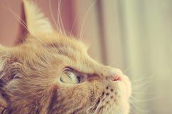 Rode kat, close-up Het stemmen in de stijl van instagram close-up, zachte nadruk royalty-vrije stock foto's Rode kat, close-up Het stemmen in de stijl van instagram close-up, zachte nadruk royalty-vrije stock foto's