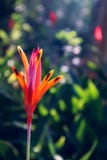 Rode Oranje Bloem met Bokeh-Achtergrond royalty-vrije stock fotografie Rode Oranje Bloem met Bokeh-Achtergrond royalty-vrije stock fotografie