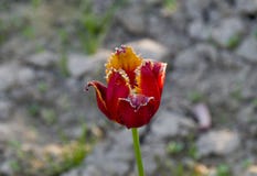 Rode oranje tulp op grijze achtergrond stock afbeeldingen Rode oranje tulp op grijze achtergrond stock afbeeldingen
