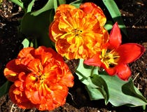 Rode pioentulpen en ??n eenvoudige rode tulp Close-up stock foto's Rode pioentulpen en ??n eenvoudige rode tulp Close-up stock foto's