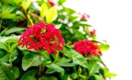 Rode Roze Ixora-Bloem met onduidelijk beeld en witte achtergrond stock fotografie Rode Roze Ixora-Bloem met onduidelijk beeld en witte achtergrond stock fotografie