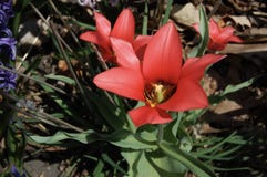 Rode Tulpen in Bloei stock foto Rode Tulpen in Bloei stock foto