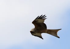 Rode Wouw, Red Kite, Milvus milvus stock image Rode Wouw, Red Kite, Milvus milvus stock image