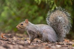 Eastern gray squirrel & x28;Sciurus carolinensis& x29; in profile royalty free stock photo Eastern gray squirrel & x28;Sciurus carolinensis& x29; in profile royalty free stock photo