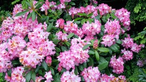 Rododendro cor-de-rosa da flor O movimento da câmera torna possível considerar por todos os lados a flor da flor vídeos de arquivo Rododendro cor-de-rosa da flor O movimento da câmera torna possível considerar por todos os lados a flor da flor vídeos de arquivo