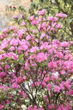 Rododendro que florece con las flores rosadas en Nepal imagen de archivo Rododendro que florece con las flores rosadas en Nepal imagen de archivo