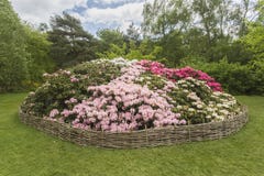 Rododendronbloembed, Isabella Plantation, Richmond Park royalty-vrije stock fotografie Rododendronbloembed, Isabella Plantation, Richmond Park royalty-vrije stock fotografie