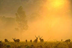 Rodzinni zmierzch?w rogacze przy Thung Kramang Chaiyaphum prowincj? Tajlandia fotografia royalty free Rodzinni zmierzch?w rogacze przy Thung Kramang Chaiyaphum prowincj? Tajlandia fotografia royalty free