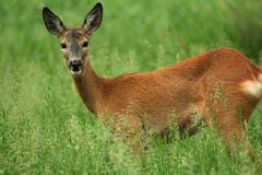 Roe Deer Stock Photos