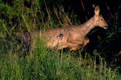 Roe deer Capreolus capreolus royalty free stock photography Roe deer Capreolus capreolus royalty free stock photography