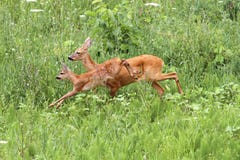 Roe deer doe and calf jumping royalty free stock photos Roe deer doe and calf jumping royalty free stock photos