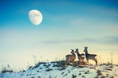 Roe deer on a hill looking to moon