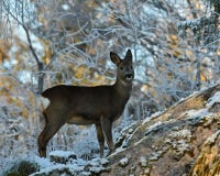 Roe deer, Capreolus capreolus in the snow during winter