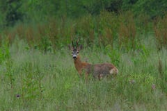 Roebuck with antlers watching in the grass stock photography Roebuck with antlers watching in the grass stock photography
