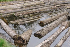 Rohe Klotz, die hinunter den Fluss schwimmen lizenzfreie stockbilder Rohe Klotz, die hinunter den Fluss schwimmen lizenzfreie stockbilder