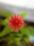 Rojo del plumosa del Celosia imagenes de archivo Rojo del plumosa del Celosia imagenes de archivo