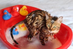 Rolig katt som tar ett bad arkivfoto Rolig katt som tar ett bad arkivfoto
