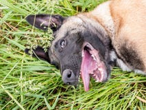Rolig stående av en belgisk herdehund, malinois som ligger på ett G royaltyfri bild Rolig stående av en belgisk herdehund, malinois som ligger på ett G royaltyfri bild