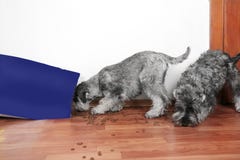 Roligt foto av d?liga stygga schnauzervalpar Hundkappl?pningen ?ppnade en p?se av den torra st?lden f?r hundmat och ?tapartiklar royaltyfri bild Roligt foto av d?liga stygga schnauzervalpar Hundkappl?pningen ?ppnade en p?se av den torra st?lden f?r hundmat och ?tapartiklar royaltyfri bild