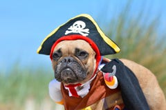 Roligt lisma hundflickan för den franska bulldoggen som uppklädden piratkopierar in dräkten med hatten och kroken arkivbilder Roligt lisma hundflickan för den franska bulldoggen som uppklädden piratkopierar in dräkten med hatten och kroken arkivbilder