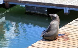 Roligt sammanträde för uddepälsskyddsremsa på träbryggan under solen som ser havet i staden Cape Town, Sydafrika, Victoria och Al royaltyfri foto Roligt sammanträde för uddepälsskyddsremsa på träbryggan under solen som ser havet i staden Cape Town, Sydafrika, Victoria och Al royaltyfri foto