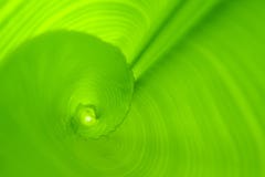 Rolled banana leaf, green background Stock Photos Rolled banana leaf, green background Stock Photos