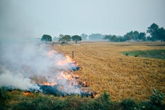 Rolnicy pali wysuszonego ryżu pole w India obrazy stock Rolnicy pali wysuszonego ryżu pole w India obrazy stock