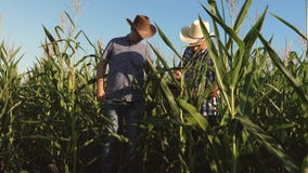 Rolnik i agronom pracuje w polu sprawdzamy dojrzewa? kukurydzanych cobs dwa biznesmen z pastylk? sprawdza dojrzenie zbiory Rolnik i agronom pracuje w polu sprawdzamy dojrzewa? kukurydzanych cobs dwa biznesmen z pastylk? sprawdza dojrzenie zbiory