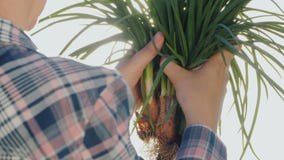 Rolnik ręki z świeżymi cebulkowymi żarówkami w słońcu Świezi produkty od małego gospodarstwa rolnego zdjęcie wideo Rolnik ręki z świeżymi cebulkowymi żarówkami w słońcu Świezi produkty od małego gospodarstwa rolnego zdjęcie wideo