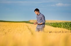 Rolnik z pastylką w pszenicznym polu fotografia stock Rolnik z pastylką w pszenicznym polu fotografia stock
