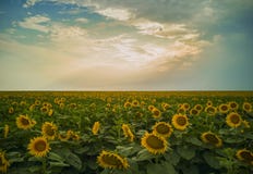 Romania Magical Sunflowers Field Landscape Royalty Free Stock Photography Romania Magical Sunflowers Field Landscape Royalty Free Stock Photography