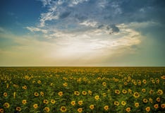 Romania Magical Sunflowers Field Landscape Stock Photo Romania Magical Sunflowers Field Landscape Stock Photo