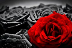 Romantic greeting card of red rose against black and white roses