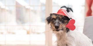 Romantic Jack Russell Terrier dog on valentine. Lovable dog is holding a heart to the Valentine`s Day in the mouth stock image Romantic Jack Russell Terrier dog on valentine. Lovable dog is holding a heart to the Valentine`s Day in the mouth stock image