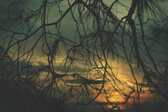 Romantic sundown viewed from behind a conifer stock photos Romantic sundown viewed from behind a conifer stock photos