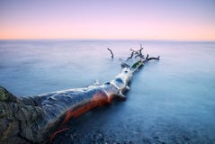 Romantic Sunset Time. Lonely Fallen Tree On Empty Stony Coastline. Death Tree With Branches In Water, Naked Roots On Beach. Royalty Free Stock Image Romantic Sunset Time. Lonely Fallen Tree On Empty Stony Coastline. Death Tree With Branches In Water, Naked Roots On Beach. Royalty Free Stock Image